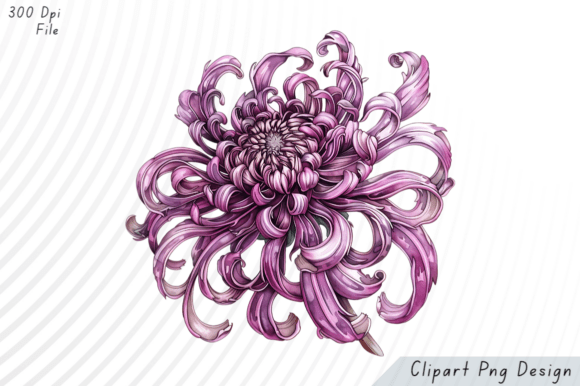 Download Purple Chrysanthemum Flower PNG Clipart - Png Collection