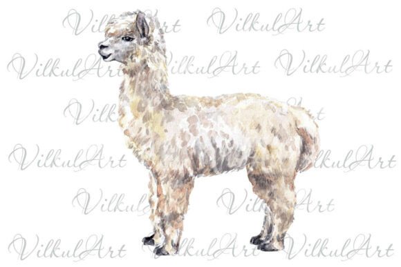 Download Alpaka Watercolor Sublimation Png - Png Collection
