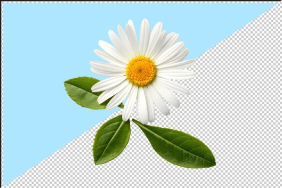 Download White Daisy Flower PNG - Png Collection