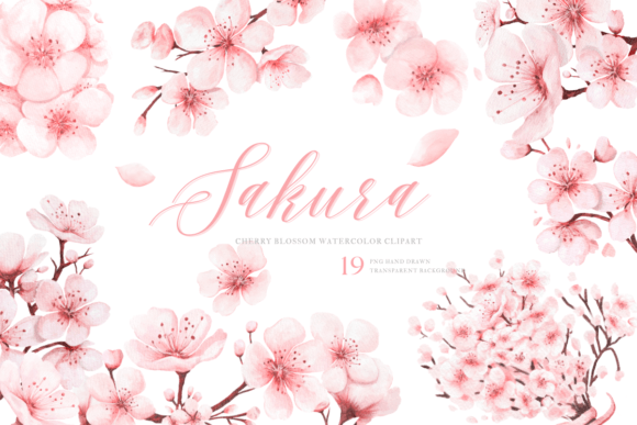 Download Watercolor Sakura PNG Clipart Hand Drawn - Png Collection