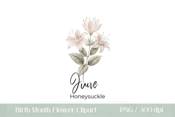 Download June Birth Flower Honeysuckle PNG - Png Collection