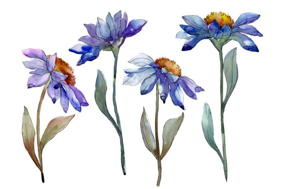 Download Bouquet Blue of Asters and Daisies Watercolor PNG - Png Collection